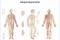 Laminierte Wandtafel Körperakupunktur von Seirin, Ansicht der Akupunkturpunkte und Meridiane von vorn, seitlich und hinten